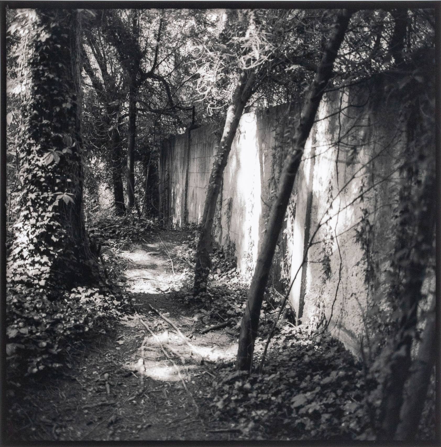 Black and white photograph of a wall with trees and vines.